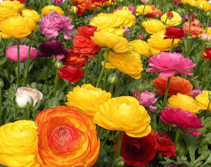 12 Bulbsranunculus Mixed pack of 12 Bulbs Deer Resistant, Zones 311