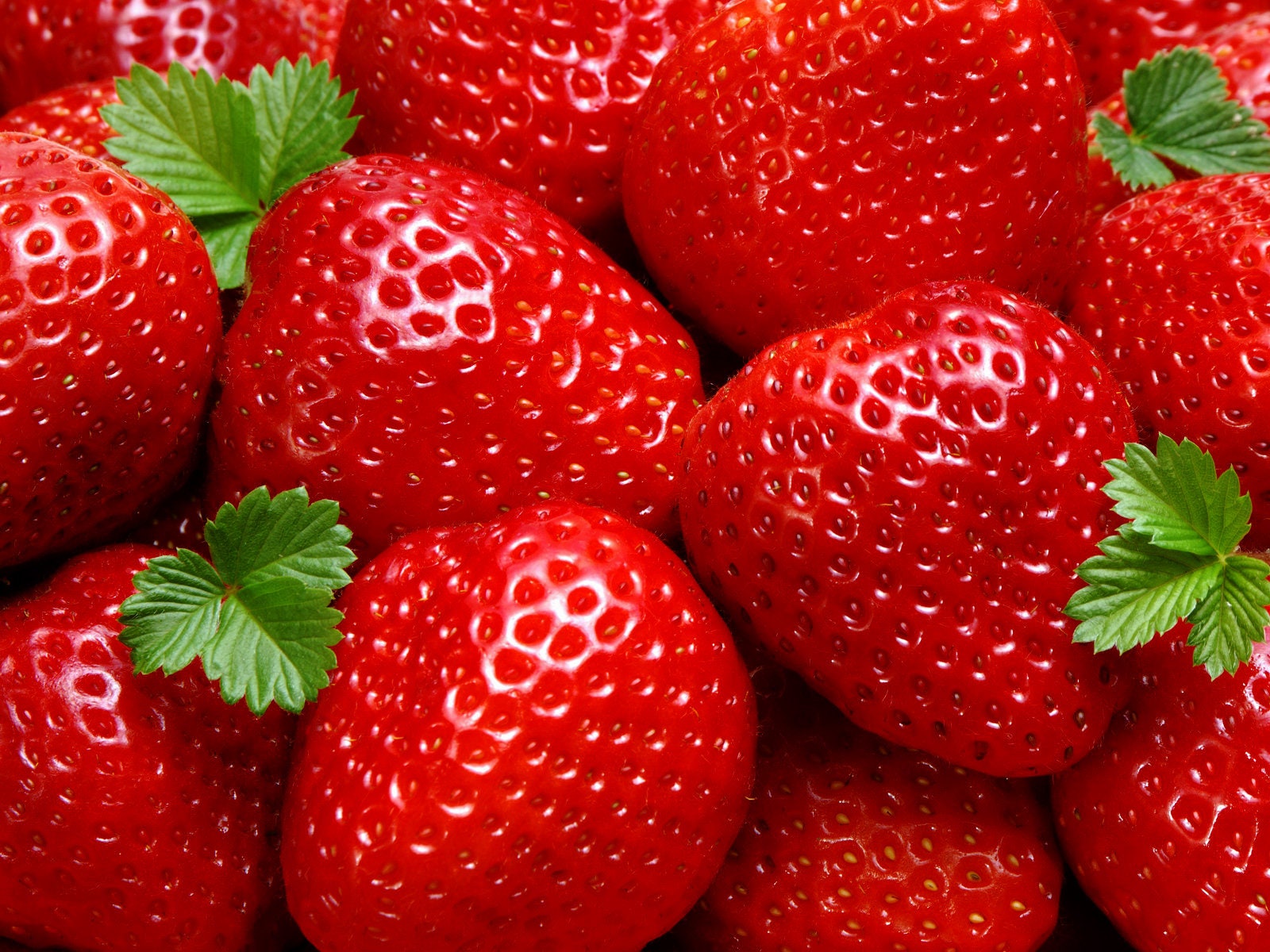 24 Seascape Everbearing Strawberry Plantssuper Sweet pack of 24 Bare