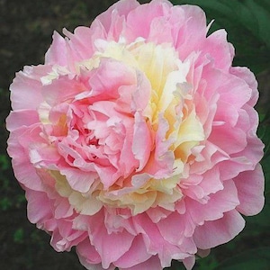 May include: A large, full-bloom peony flower featuring multiple layers of delicate, ruffled petals. The outer petals are a soft, light pink, while the inner petals transition into a creamy, pale yellow hue, creating a layered, multi-colored effect.