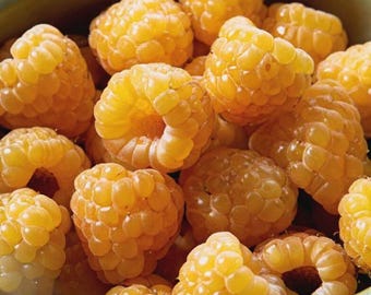 2 Raspberry Plants "Anne"-Super Sweet (2 Large 1 Year Old Dormant Bare Root Canes) Zone: 4-8