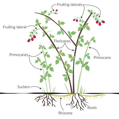Zone 4 Raspberry Plants 2 Raspberry Plants