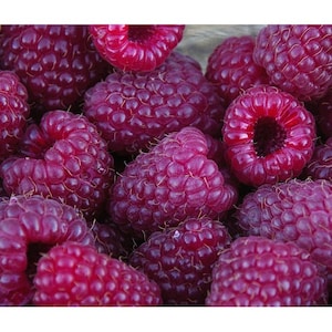 May include: Close-up of a group of ripe red raspberries. The raspberries are arranged in a cluster, showing their individual shape and texture.