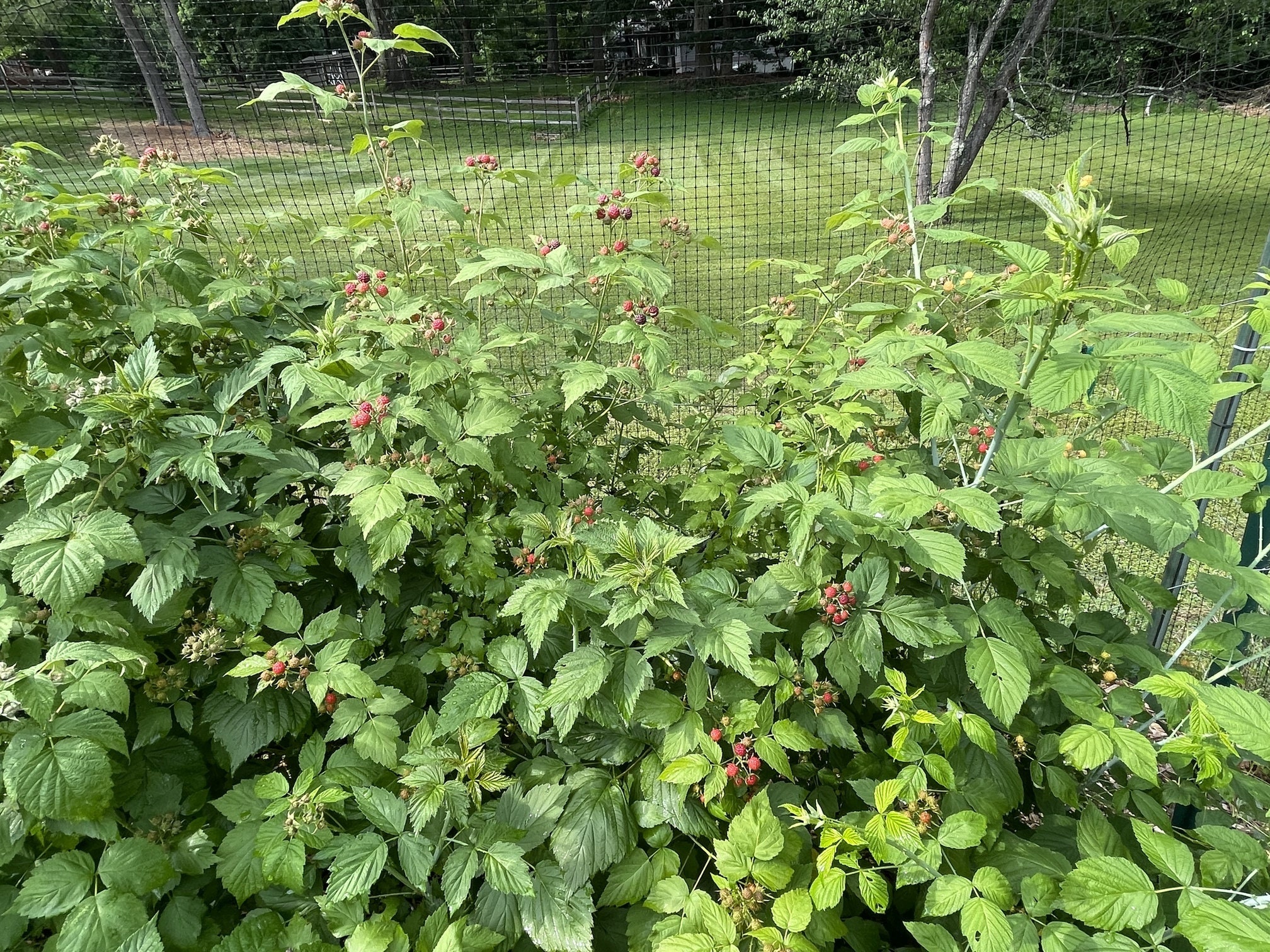 6 Heritage Everbearing Red Raspberry Plants (6 Mature Bare Root Canes ...