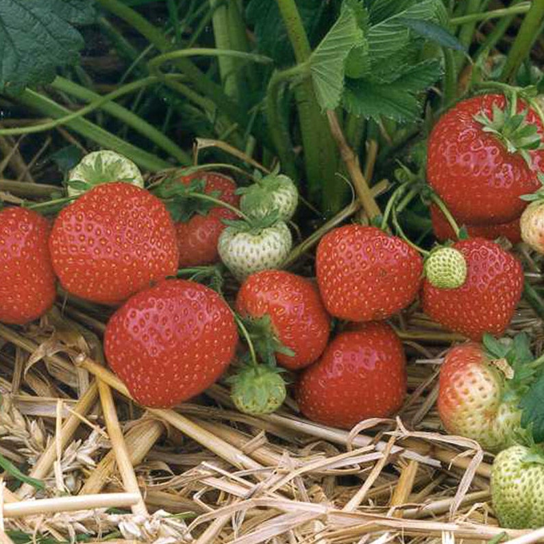 12 Allstar Strawberry Plantslarge, Sweet Berry pack of 12 Bare Roots