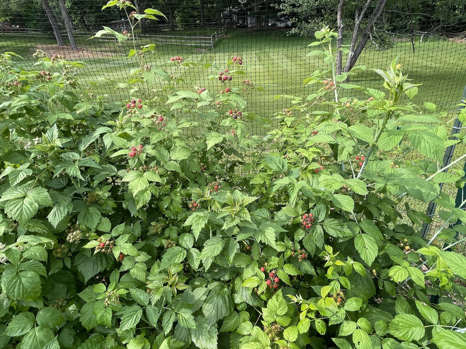 Zone 4 Raspberry Plants 3 Black Raspberry Plants
