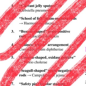 Puede incluir: Una página blanca con el título "PART 1 INFECTIOUS DISEASE BUZZWORDS" en azul y garabatos rojos. El texto enumera palabras clave bacterianas con descripciones, incluyendo "Currant jelly sputum" y "Boxcar-shaped" gram-positive rods.
