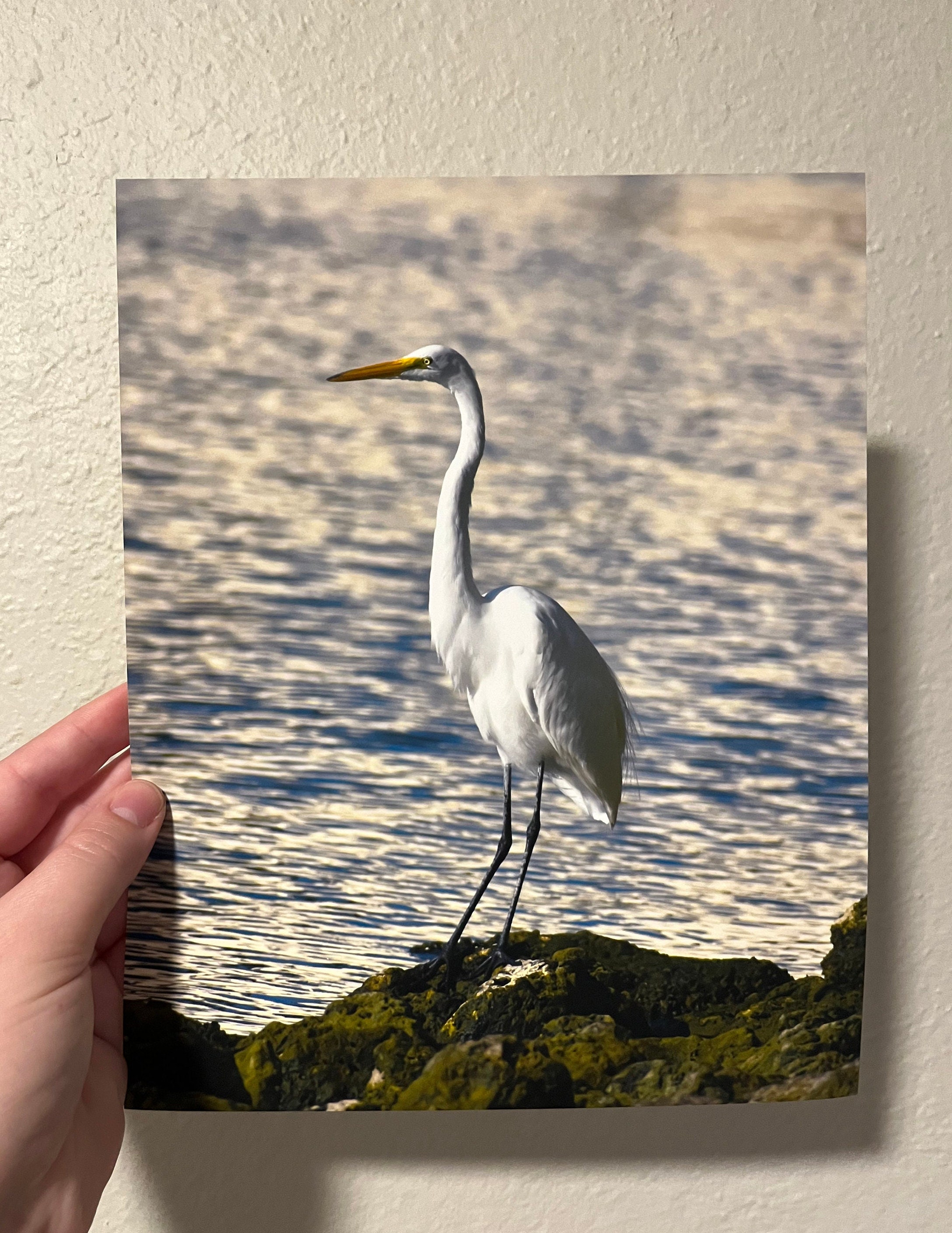 Great Egret Wall Art Photo Print, 8x10 Bird Photograph, Nature Wildlife ...