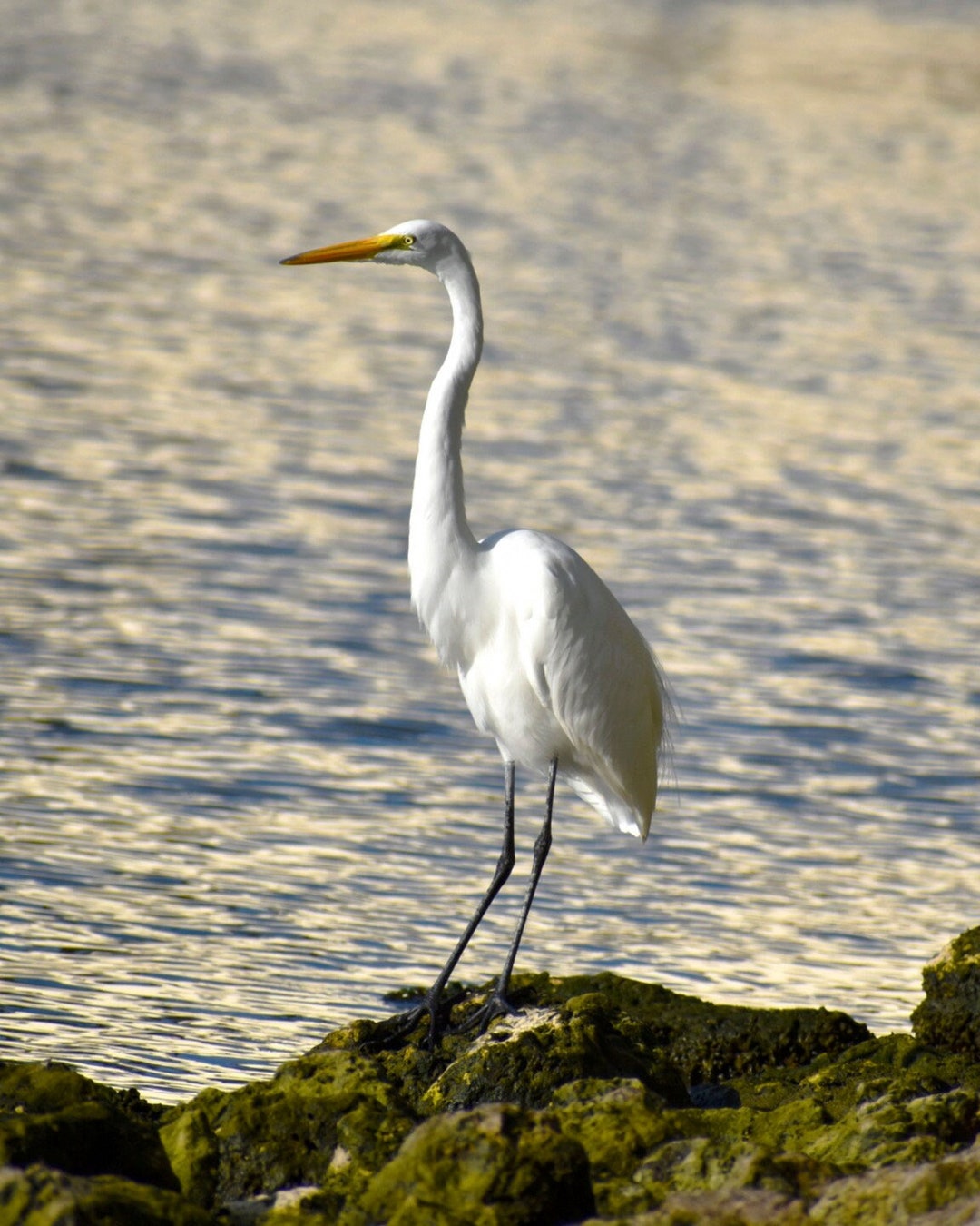 Great Egret Wall Art Photo Print, 8x10 Bird Photograph, Nature Wildlife
