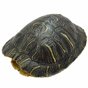 Turtle shell, Red Earred Slider - Authentic Wild Spirit Talisman, Animal Craft Supply, Multiple Sizes