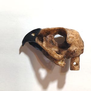 Simulated Hawk Skull – Gothic Decor, Curiosity Cabinet Must-Have, Bird of Prey Replica