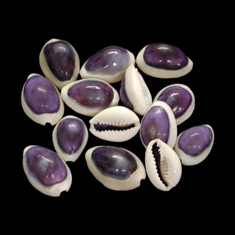 Drilled Purple Cowrie Shells. Pkg of 10 or 100 - Etsy Canada