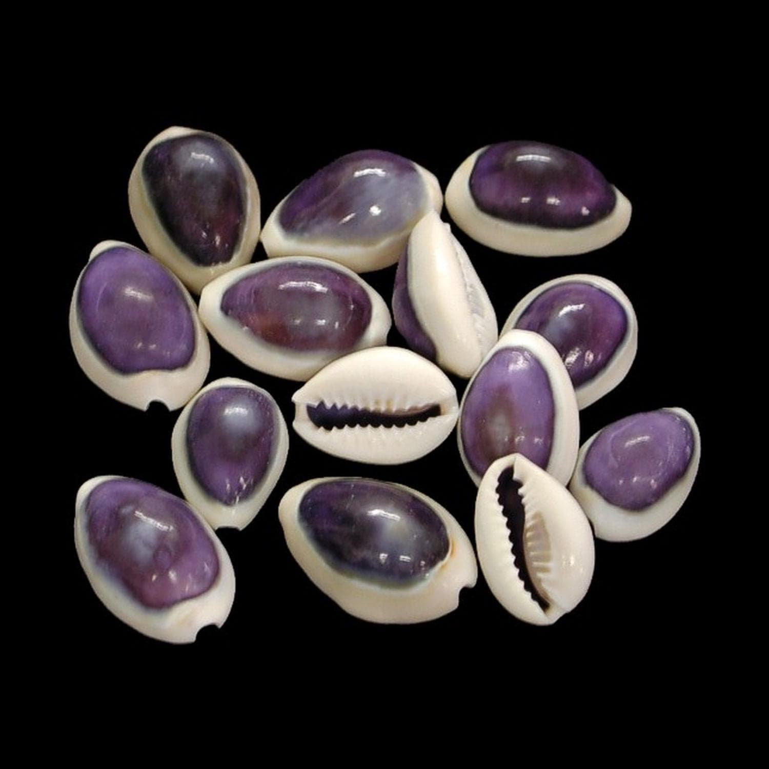 Purple Shellos Drilled Purple Cowrie Shells. Pkg of 10 or 100 - Etsy