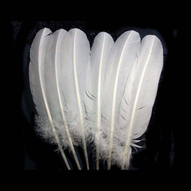 Puede incluir: Una colecci&oacute;n de siete plumas blancas dispuestas sobre un fondo negro. Cada pluma tiene un raquis central y una base suave y esponjosa. Las plumas son de color blanco suave.