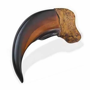 May include: A large, curved claw with a black tip that fades into brown and tan hues. The claw has a textured, bone-colored base. The object is set against a white background.