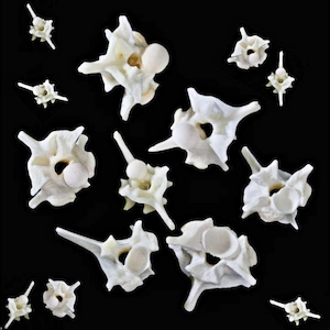 May include: A collection of white, star-shaped sea urchin skeletons with small, round, white bumps on some of the points. The skeletons are arranged on a black background.