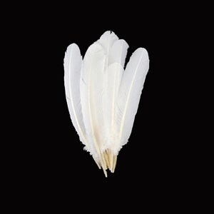 Puede incluir: Un grupo de plumas blancas sobre un fondo negro. Las plumas son largas y delgadas, con una textura suave y esponjosa. La base de las plumas es de color beige claro, creando un efecto delicado y a&eacute;reo.