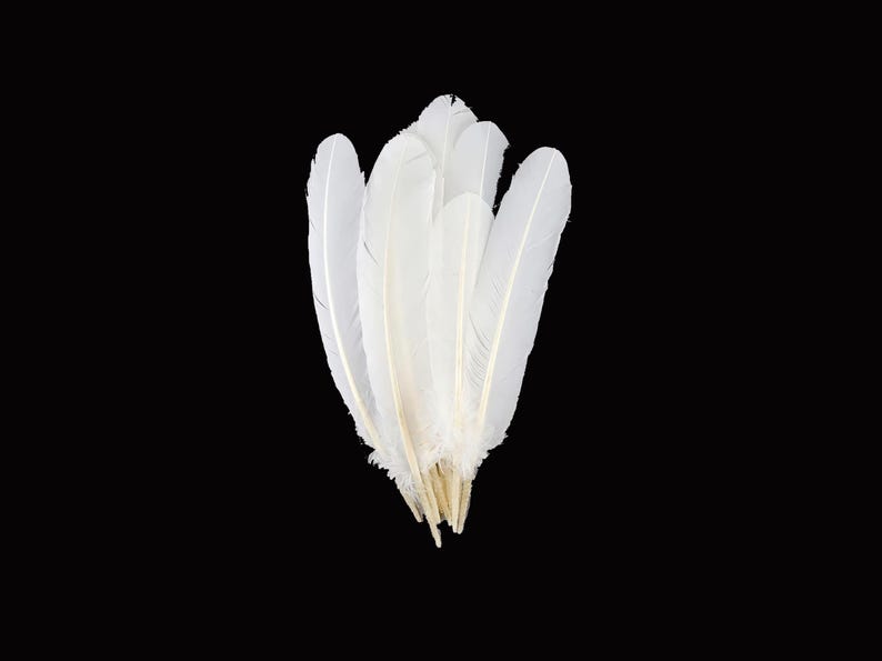 Puede incluir: Un grupo de plumas blancas sobre un fondo negro. Las plumas son largas y delgadas, con una textura suave y esponjosa. La base de las plumas es de color beige claro, creando un efecto delicado y a&eacute;reo.