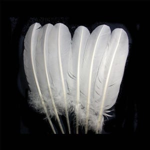 Puede incluir: Colecci&oacute;n de seis plumas blancas, cada una con un raquis central y una base suave y esponjosa. Las plumas est&aacute;n dispuestas sobre un fondo negro, resaltando su delicada textura y color pr&iacute;stino. Ideal para manualidades o decoraci&oacute;n.