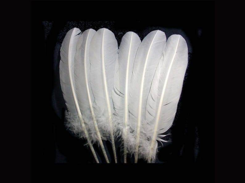 Puede incluir: Colecci&oacute;n de seis plumas blancas, cada una con un raquis central y una base suave y esponjosa. Las plumas est&aacute;n dispuestas sobre un fondo negro, resaltando su delicada textura y color pr&iacute;stino. Ideal para manualidades o decoraci&oacute;n.