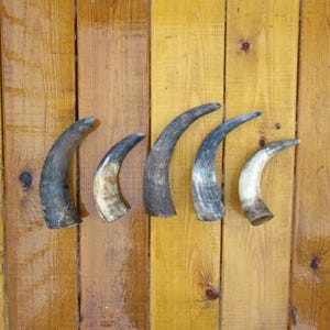 Bison Horn, Unpolished Buffalo Horn, 5&quot;-7&quot;