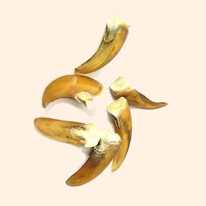 Turtle Claw - Authentic Wild Spiritual Talisman, Medicine Bag Charm, Animal Jewelry Supply