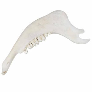 Buffalo Jaw Bone