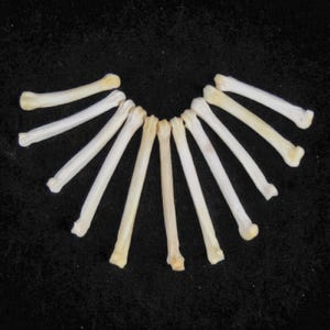 May include: A collection of 12 small, white, bone-like objects arranged in a semi-circle on a black background.