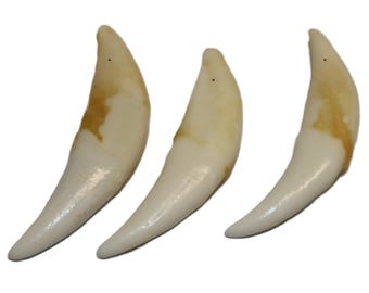 Coyote Canine Tooth - Authentic Wild Spirit Talisman, Animal Jewelry Supply