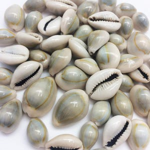 May include: A collection of cowrie shells with a white and gray color scheme. The shells have a natural, organic texture and are perfect for crafting or decorating.