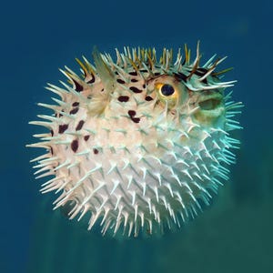 Real Puffer Fish, 5 inch to 6 inch Porcupine Blowfish, Taxidermy Curio, Oddity