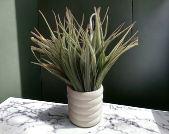 Minimalist Planter – Curves