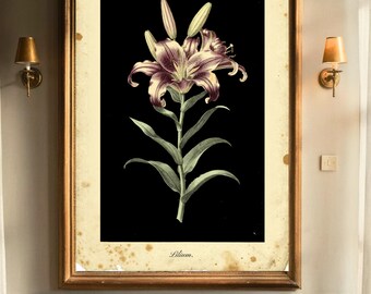 Gothic Lilium  Print: Victorian Botanical Art (Instant Digital Download)