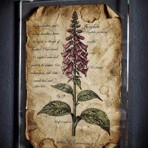 May include: Framed botanical print of a foxglove plant (Digitalis purpurea) with scientific labels and handwritten text. The print shows a detailed illustration of the plant's purple bell-shaped flowers and green leaves on aged paper, in a clear acrylic frame.