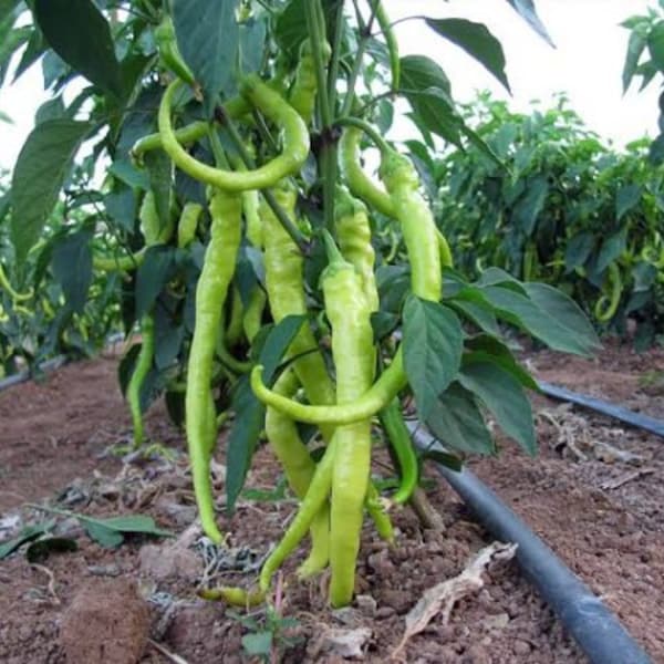 Paprika Yalova Corbaci 20+ Samen - Ata Tohumu Türkische Süß Spitz Paprika Saatgut