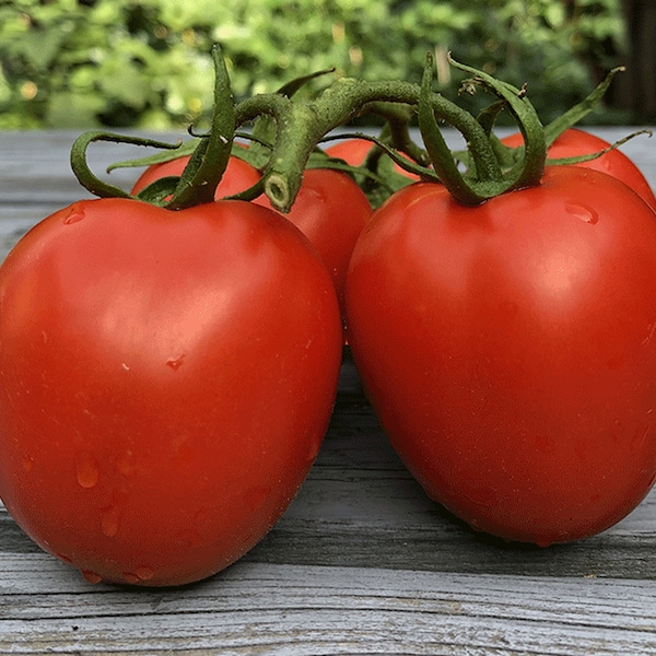 Tomate Ege Salcalik 20 Samen - Ata Tohumu Zum einkochen oder Soßen Saatgut Samenfest