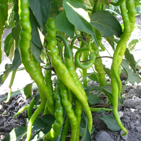 Paprika Seyrek Tatli Kil 30+ Samen - Türkische Süß Spitz Paprika Saatgut