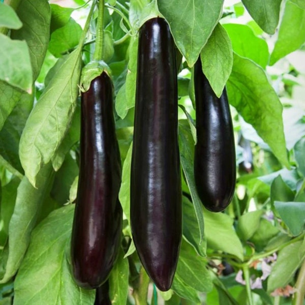 Aubergine Kemer 20+ Samen Türkische Aubergine Samenfest Saatgut