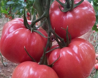 Tomate Ege Pembe 30+ Samen Türkische Tomate Samenfest Saatgut