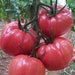see more listings in the Tomate section