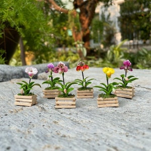 May include: A collection of miniature orchid plants in small wooden planters. The orchids feature various colors, including pink, purple, red, and yellow. Each plant has green leaves and is set on a gray stone surface.