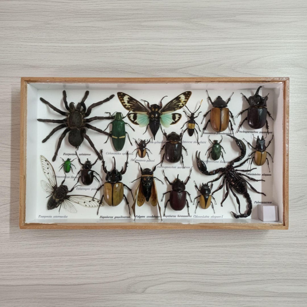 Taxidermy Ghost Cicada Framed Insects Shadow Box Real Scorpion 14x8 ...