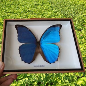 Real Morpho Didius Butterfly in 6x8 Inch Frame – Giant Blue Morpho Display, Framed Butterfly Wall Art, Nature Décor Gift