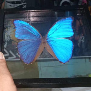 Real Morpho Didius Butterfly 6x8 Inches Frame – Framed Blue Butterfly Art, Unique Nature Display, Educational Gift, Home Décor