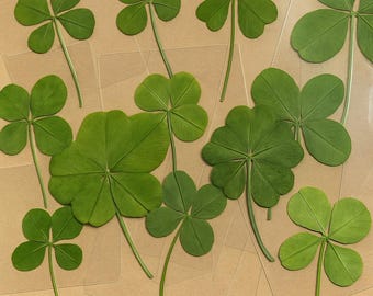Real Pressed 4 & 5 Leaf Clovers | Ultra Rare Five-Leaf Clover | Laminated Lucky Clover Gift