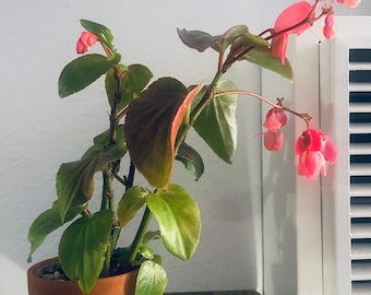 Cane begonia well established plant in 4 inch terracotta pot. Currently blooming with pink flowers. Easy to grow