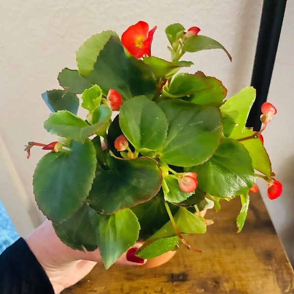 Potted begonia semperflorens in full bloom. Vibrant green leaves and cherry red flowers.