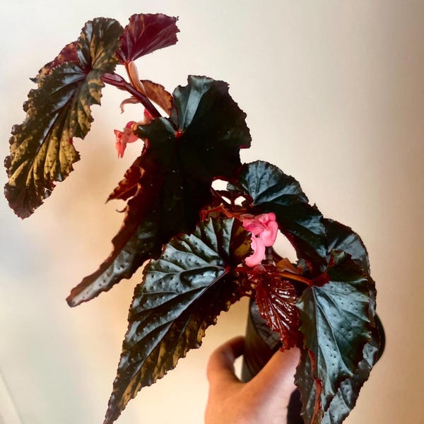 Begonia Arabian Sunset aka Black Magic. Dark almost black leaves backed in deep crimson. Choice of starter plant, 4 inch pot or 6 inch pot