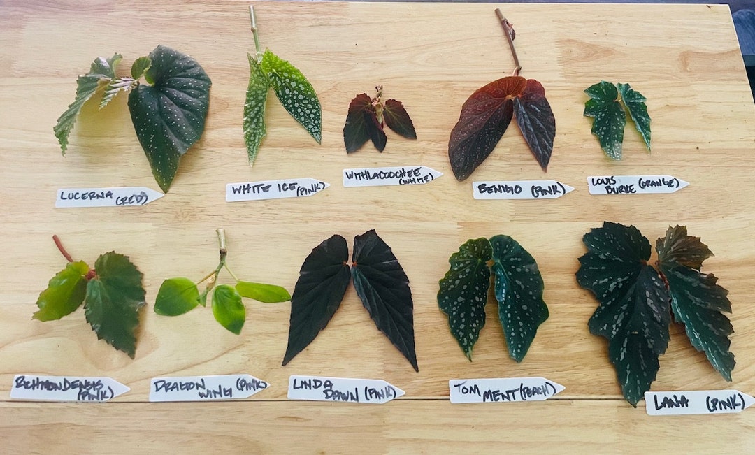 Begonia Cuttings. Angel Wing and Cane Begonia Cuttings Cut to Order