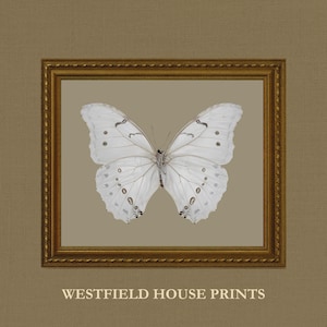 Vintage White Butterfly Print, Light Academia Insect Printable Wall Art, Cottagecore Sage Green Decor, Antique Moth Painting