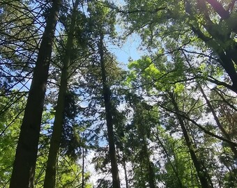 Puede incluir: Una vista desde abajo de un dosel forestal. Altos y delgados árboles con follaje verde se alzan hacia un cielo azul. La luz del sol se filtra a través de las hojas, creando un efecto moteado. Una escena natural y tranquila.